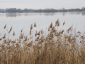 Blick zur Vogelinsel im Altmuehlsee im Herbst