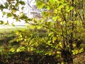 Burgstall im Herbst