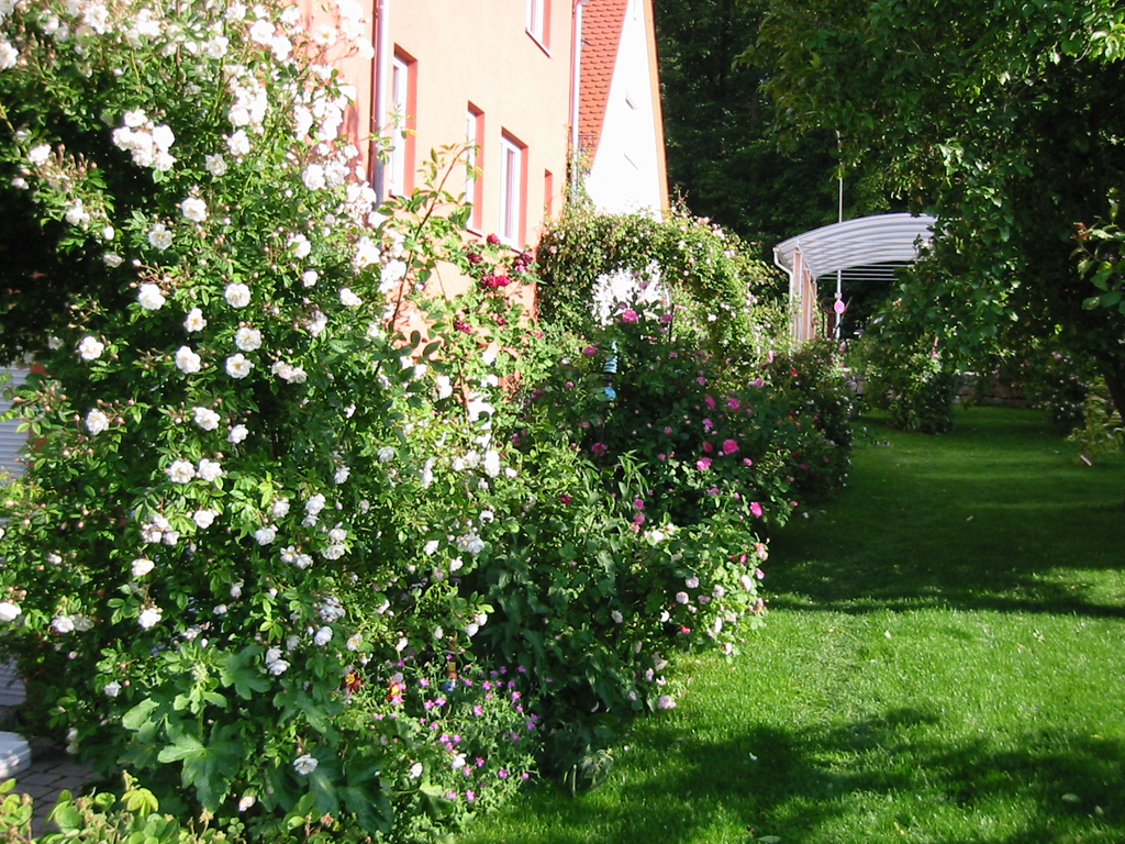 Rosenrabatte - Sicht vom Garten