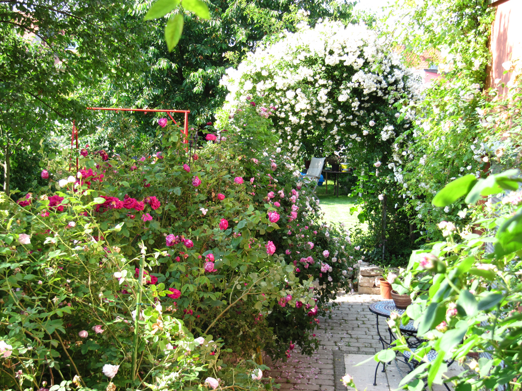 Rosenrabatte und Rosenbogen Garten