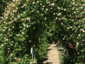 FeWo_Rosarium_Garten_2022_2