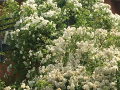 FeWo_Rosarium_Garten_2022_4