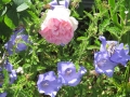 Rosen