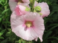 Stockrosen
